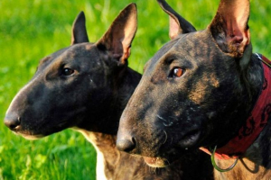 Bull terrier leírás: milyen angol kutyák híresek?